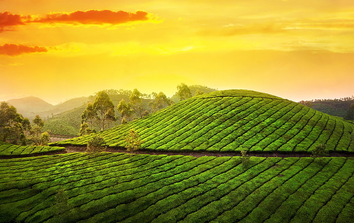 Land of Tea Gardens and Rolling Greens